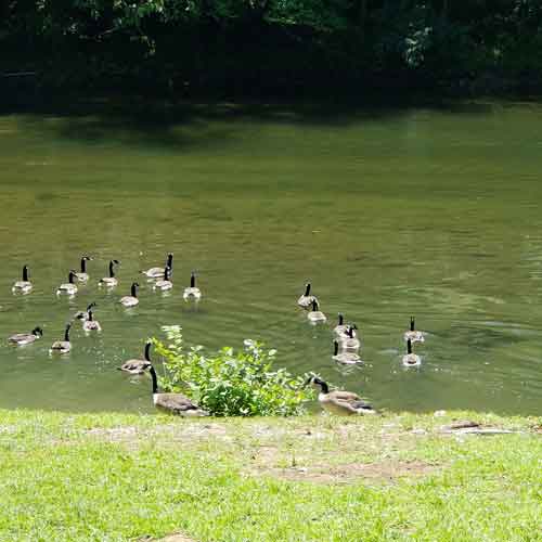 duck-in-whispering-river-swimming